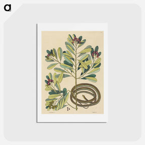 アートポストカード-The Ribbon Snake
 - マーク ケイツビー Postcard.