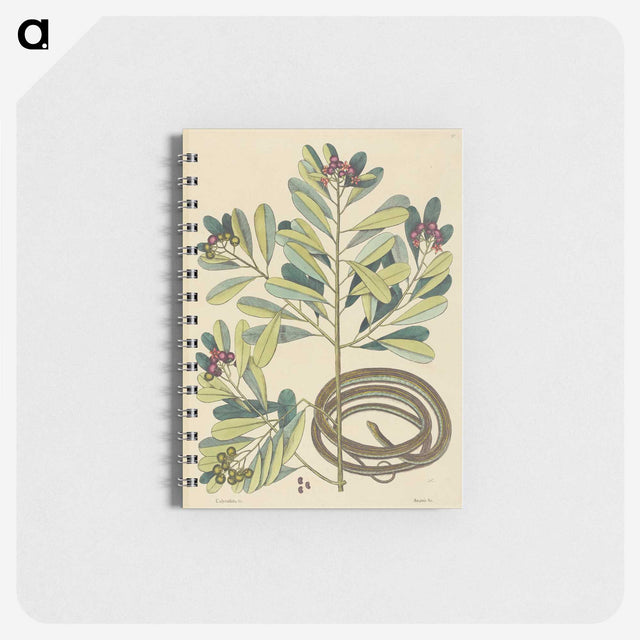 2-5_Mark-Catesby_memo