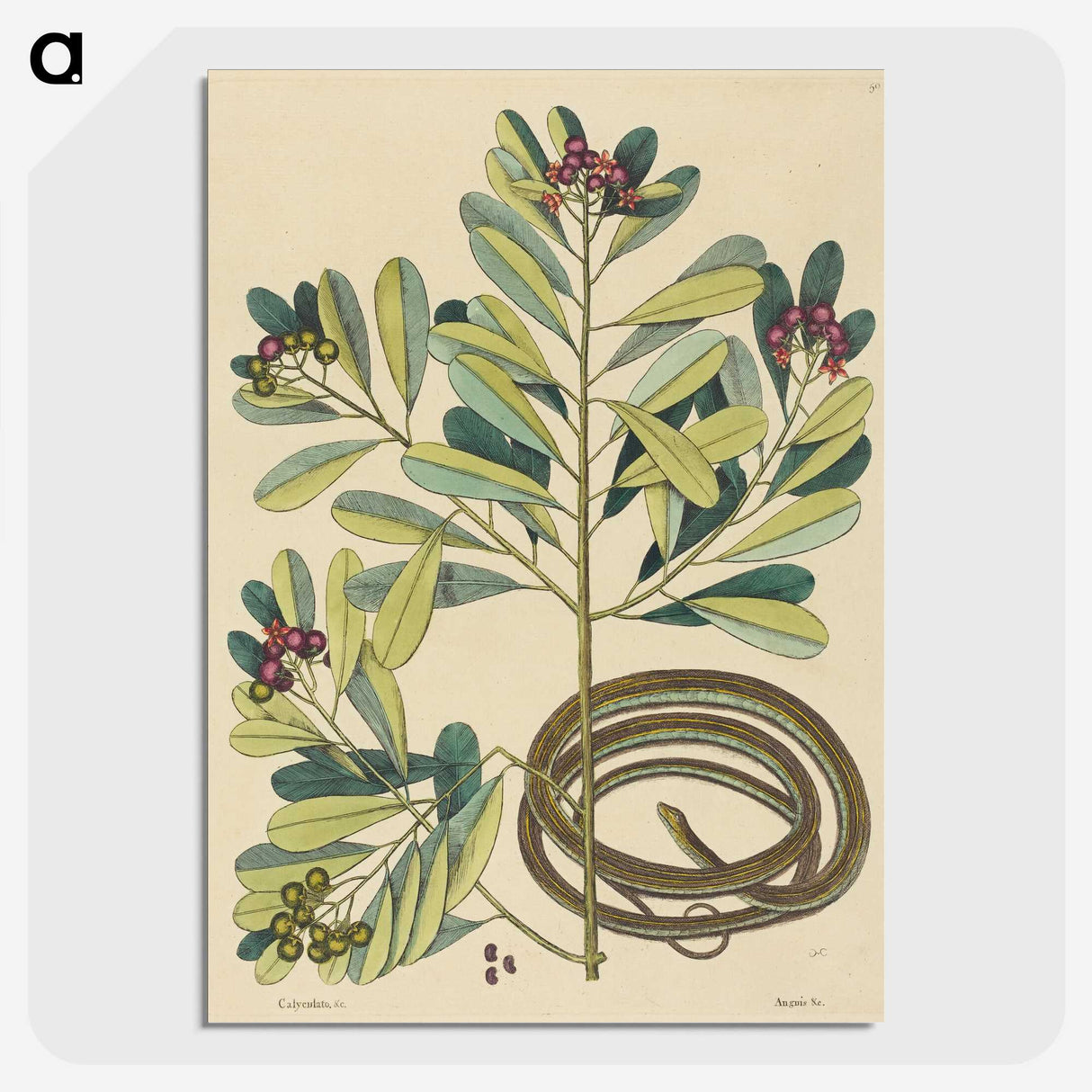 2-5_Mark-Catesby_picture-crop