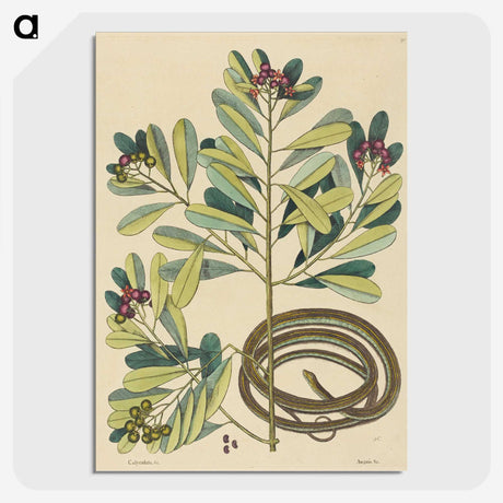 2-5_Mark-Catesby_picture-crop