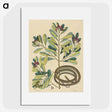 2-5_Mark-Catesby_picture