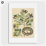 2-5_Mark-Catesby_picture