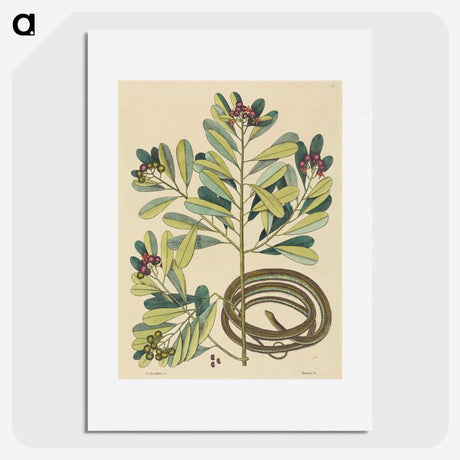 2-5_Mark-Catesby_picture