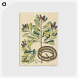 2-5_Mark-Catesby_postcard