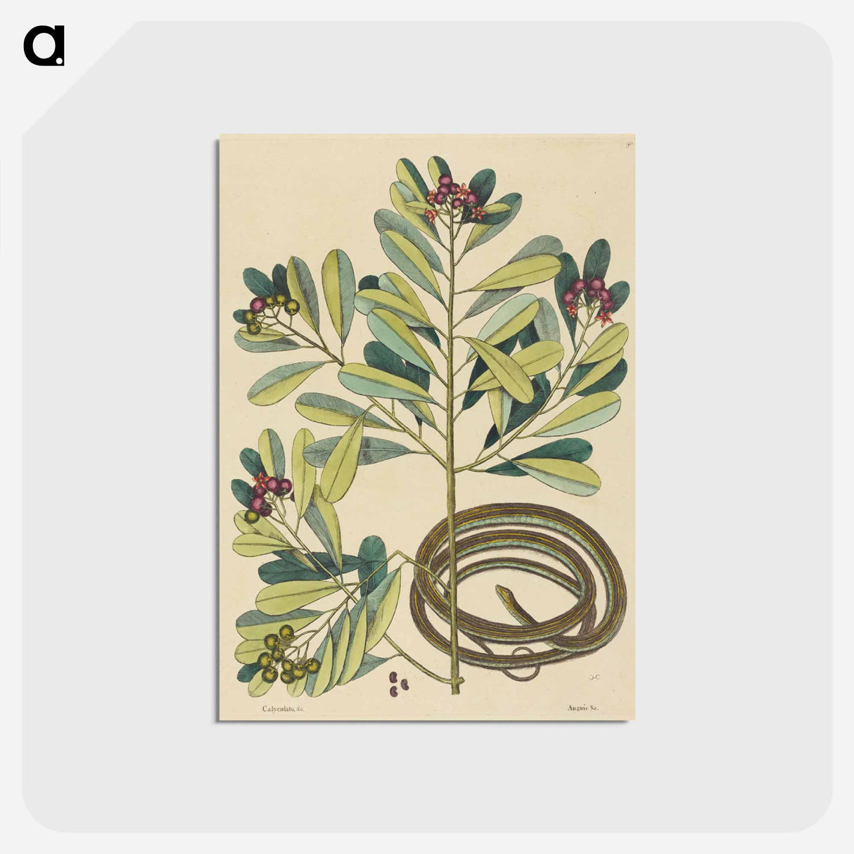 アートポストカード-The Ribbon Snake
 - マーク ケイツビー Postcard.