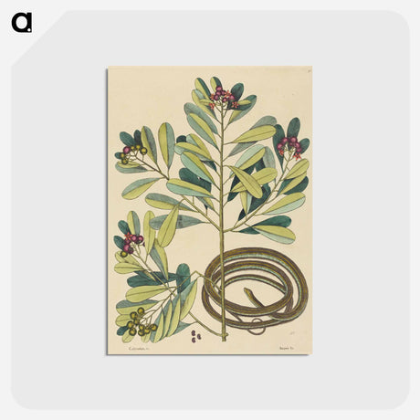 アートポストカード-The Ribbon Snake
 - マーク ケイツビー Postcard.