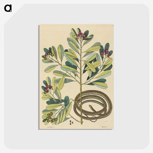 2-5_Mark-Catesby_postcard