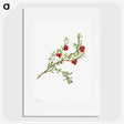 2-5_Mary-Vaux-Walcott_picture