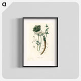 アートポスター-Wild Carrot Illustration
 - 薬用植物学 Poster.
