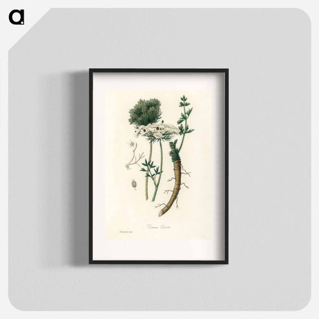 アートポスター-Wild Carrot Illustration
 - 薬用植物学 Poster.