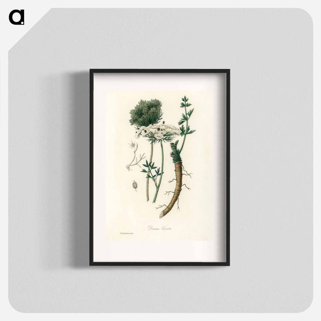 アートポスター-Wild Carrot Illustration
 - 薬用植物学 Poster.