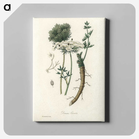 2-5_Medical-Botany_canvas