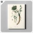 アートパネル-Wild Carrot Illustration
 - 薬用植物学 Canvas.