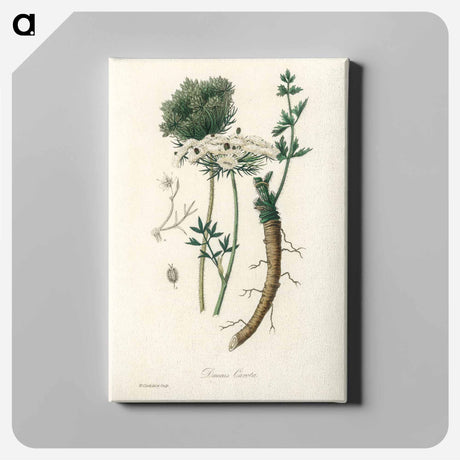 アートパネル-Wild Carrot Illustration
 - 薬用植物学 Canvas.