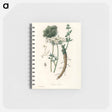 アートメモ帳-Wild Carrot Illustration
 - 薬用植物学 Memo.