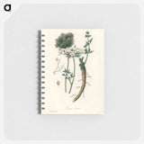 アートメモ帳-Wild Carrot Illustration
 - 薬用植物学 Memo.
