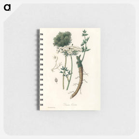 アートメモ帳-Wild Carrot Illustration
 - 薬用植物学 Memo.