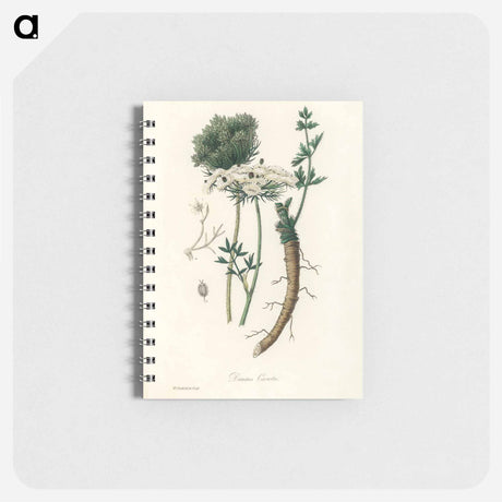アートメモ帳-Wild Carrot Illustration
 - 薬用植物学 Memo.