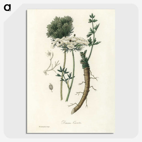 2-5_Medical-Botany_picture-crop