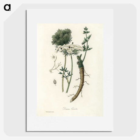 2-5_Medical-Botany_picture