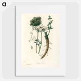 アートポスター-Wild Carrot Illustration
 - 薬用植物学 Poster.