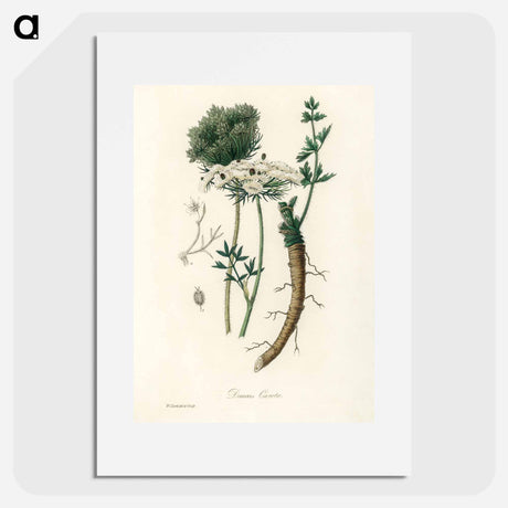 アートポスター-Wild Carrot Illustration
 - 薬用植物学 Poster.