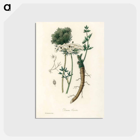 アートポストカード-Wild Carrot Illustration
 - 薬用植物学 Postcard.