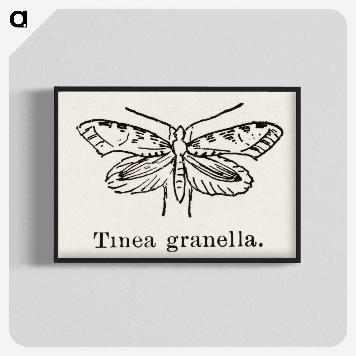 2-5_Moths-and-Butterflies-of-the-United-States_blk-crop