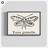 2-5_Moths-and-Butterflies-of-the-United-States_blk-crop