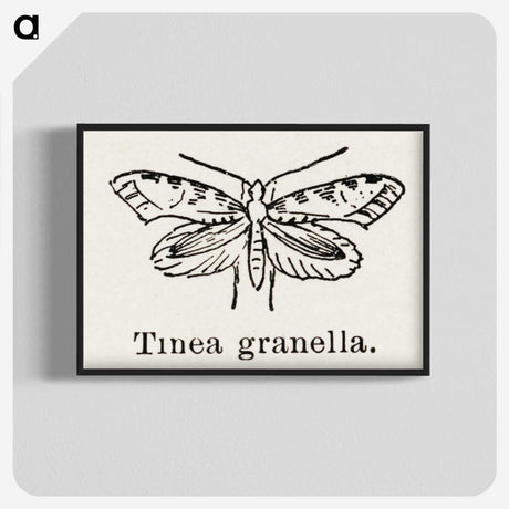 2-5_Moths-and-Butterflies-of-the-United-States_blk-crop