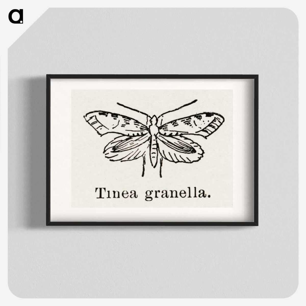 2-5_Moths-and-Butterflies-of-the-United-States_blk