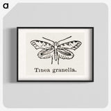 2-5_Moths-and-Butterflies-of-the-United-States_blk