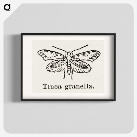 2-5_Moths-and-Butterflies-of-the-United-States_blk
