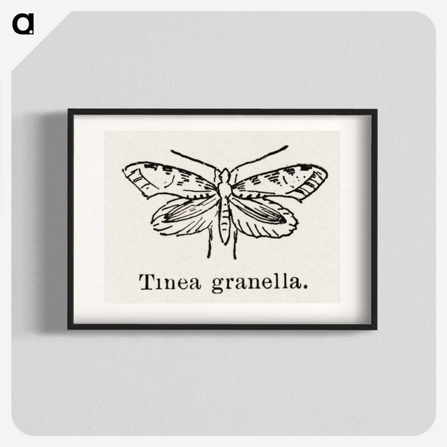 2-5_Moths-and-Butterflies-of-the-United-States_blk