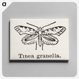 2-5_Moths-and-Butterflies-of-the-United-States_canvas