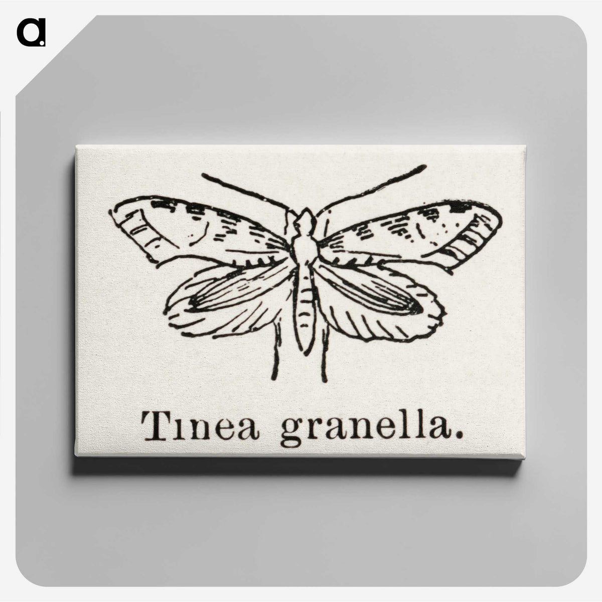 2-5_Moths-and-Butterflies-of-the-United-States_canvas