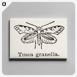 2-5_Moths-and-Butterflies-of-the-United-States_canvas