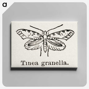 2-5_Moths-and-Butterflies-of-the-United-States_canvas