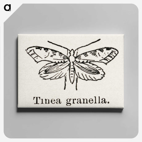 2-5_Moths-and-Butterflies-of-the-United-States_canvas