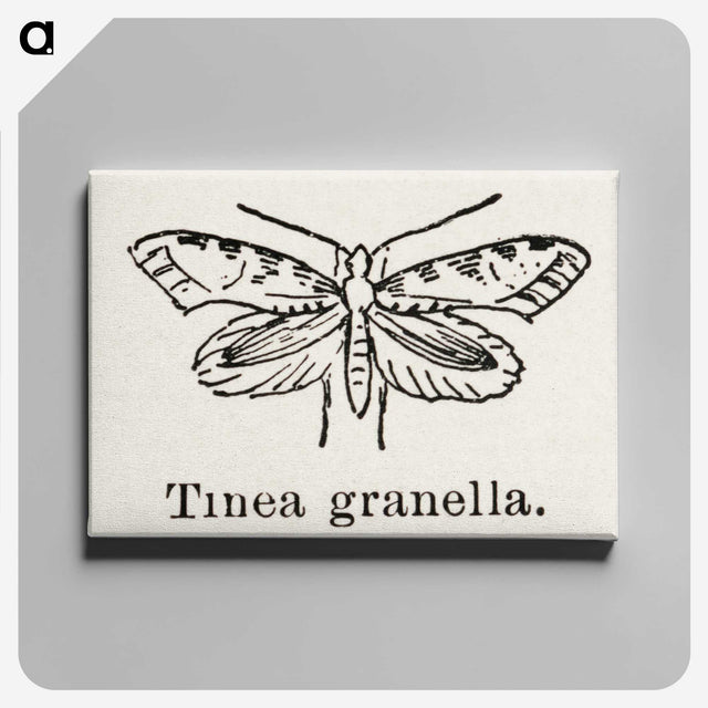 2-5_Moths-and-Butterflies-of-the-United-States_canvas