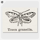 2-5_Moths-and-Butterflies-of-the-United-States_picture-crop