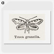 2-5_Moths-and-Butterflies-of-the-United-States_picture