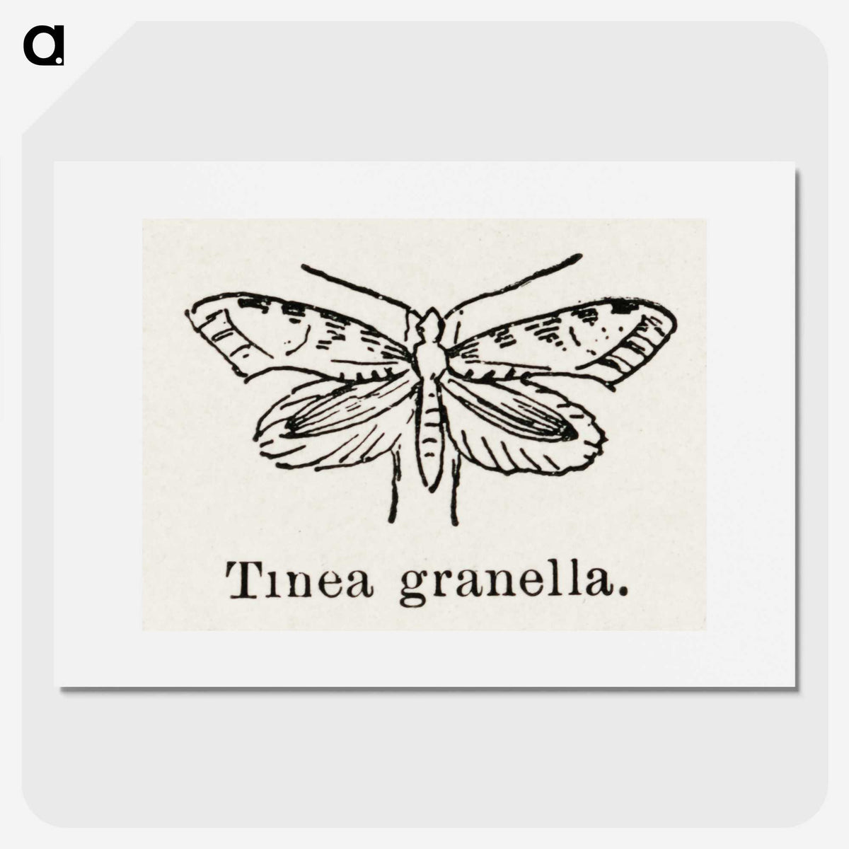 2-5_Moths-and-Butterflies-of-the-United-States_picture