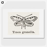 2-5_Moths-and-Butterflies-of-the-United-States_picture