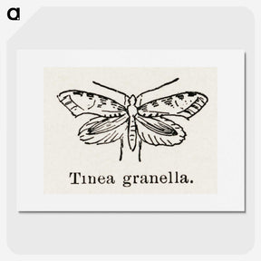2-5_Moths-and-Butterflies-of-the-United-States_picture