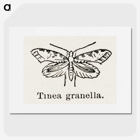 2-5_Moths-and-Butterflies-of-the-United-States_picture