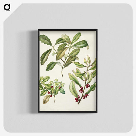 2-5_Native-Flowering-Plants-of-New-Zealand_blk-crop