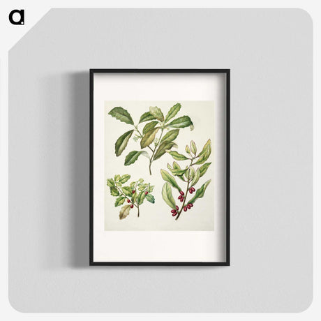 2-5_Native-Flowering-Plants-of-New-Zealand_blk