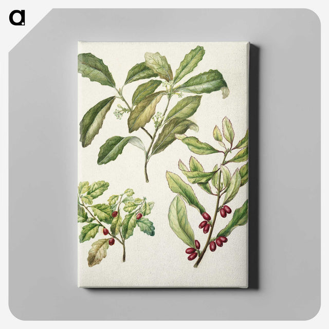 2-5_Native-Flowering-Plants-of-New-Zealand_canvas