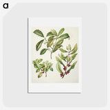 2-5_Native-Flowering-Plants-of-New-Zealand_hagaki